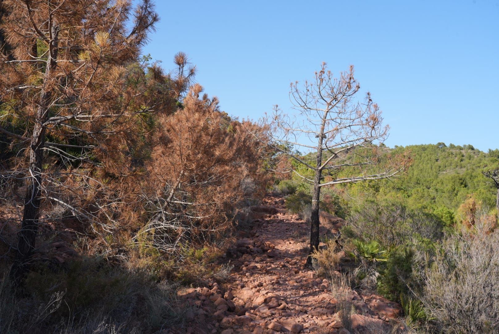 Las imágenes muestran la situación de sequera en los montes de Castellón