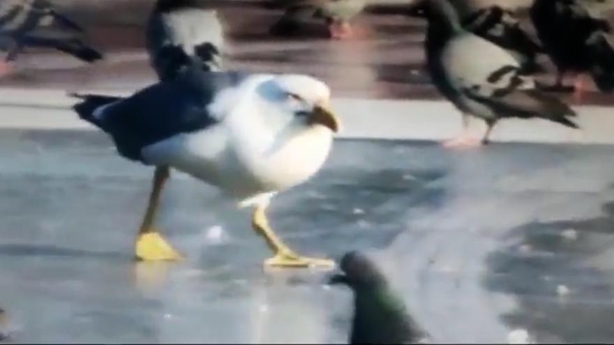 La gaviota patiamarilla: nuevo depredador en Barcelona.