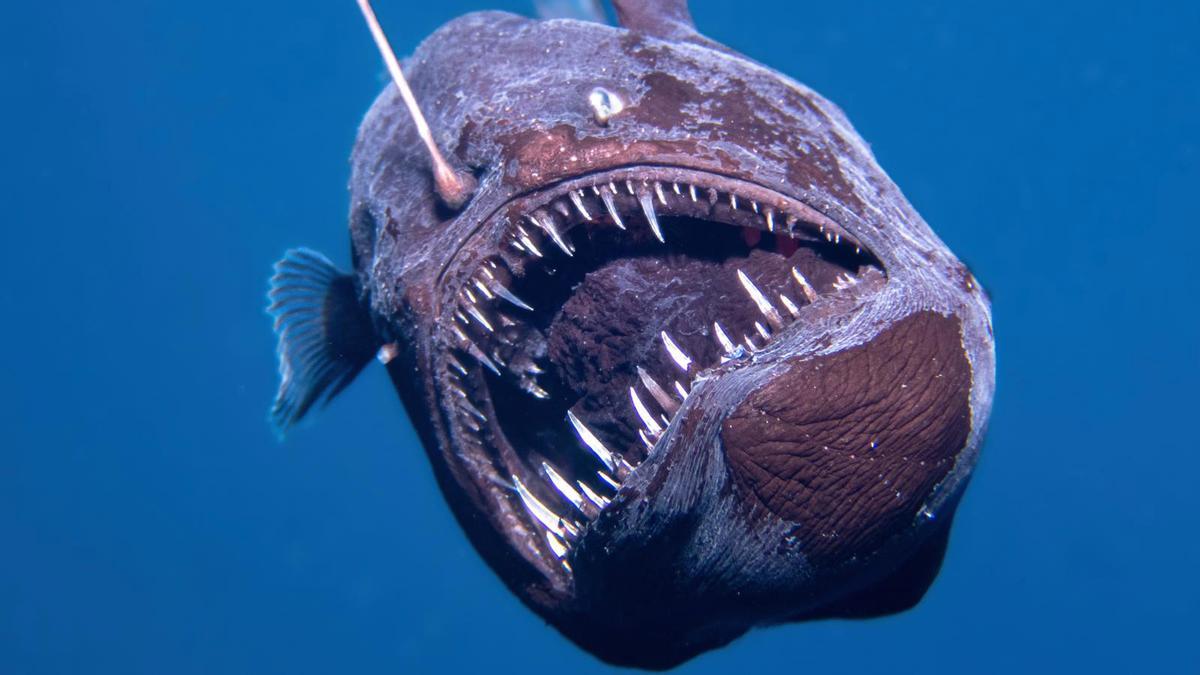 Vist per primera vegada viu un dimoni negre adult a la superfície del mar: "És un peix llegendari"