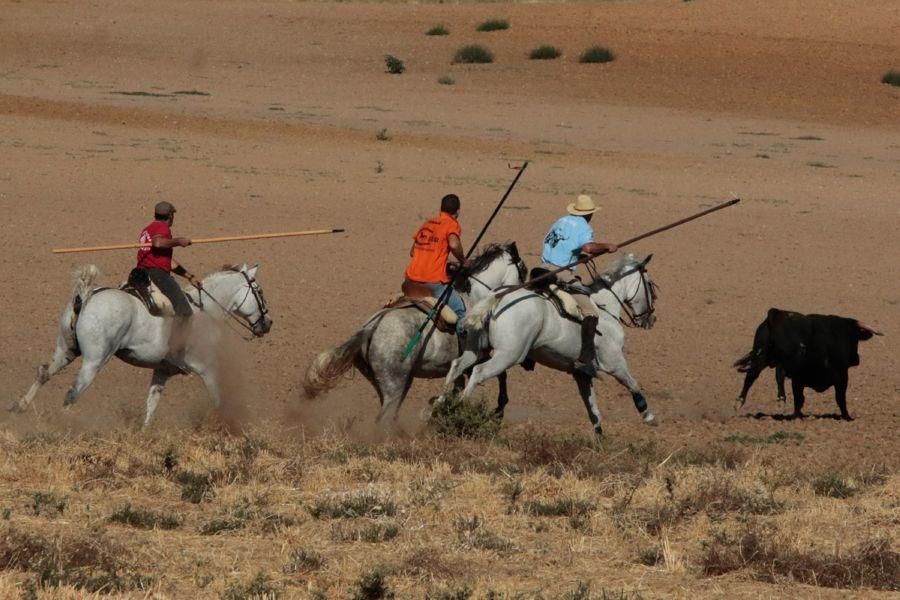 Fiestas en Zamora: Encierro en El Pego