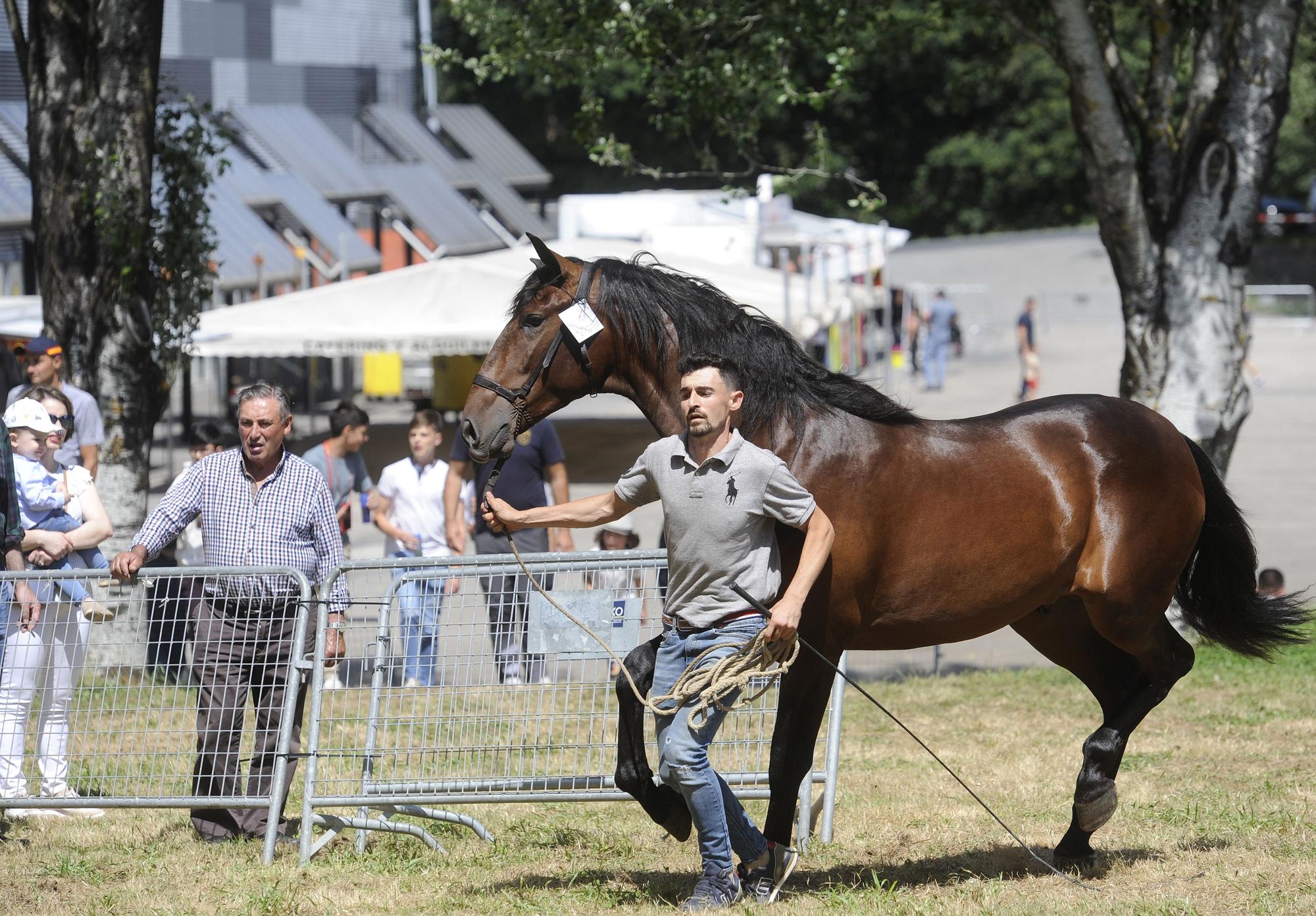 Exhibición de pura raza en la Feira do Cabalo de Lalín