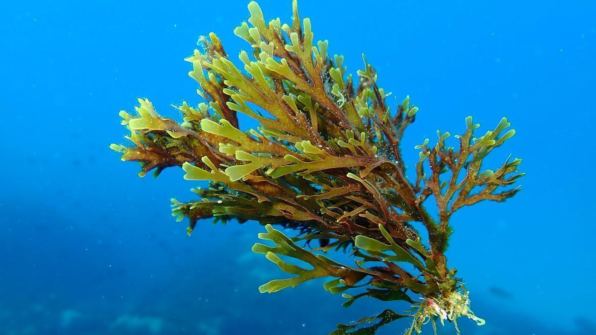 El problema de la alga asiática puede tener una posible solución como alimento para peces de factoría.