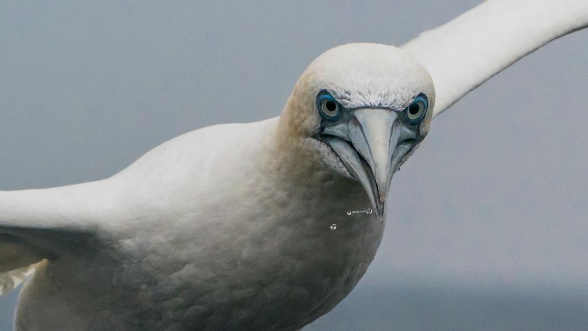Diario de a bordo en el "Chasula": aves pelágicas, delfines y ballenas azules