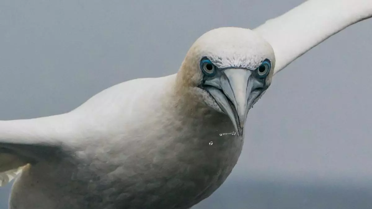 Migración otoñal: bienvenidos al festival de las aves