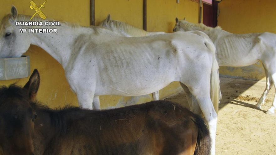 Imagen de caballos malnutridos en una finca de Mula que fue intervenida por la Guardia Civil en 2014