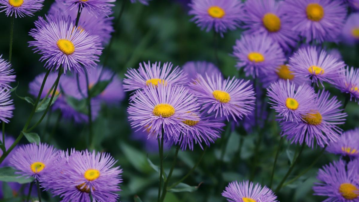 ASTER PLANTA | La flor que parece un cielo estrellado y que perfumará tu  hogar