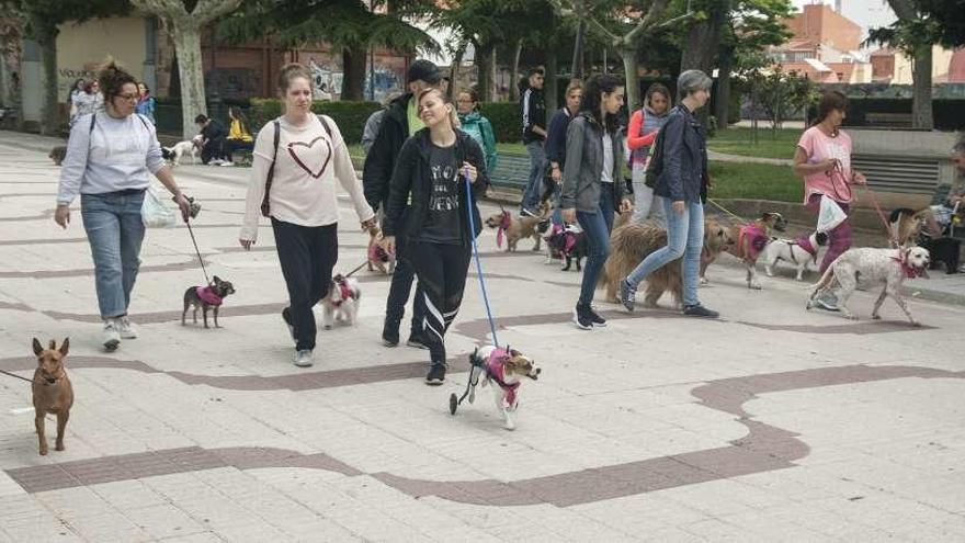 Tres imágenes d e la marcha organizada por la protectora de animales Procan en los paseos de la Mota tras completar el itinerario. En los jardines se sortearon regalos entre los asistentes.