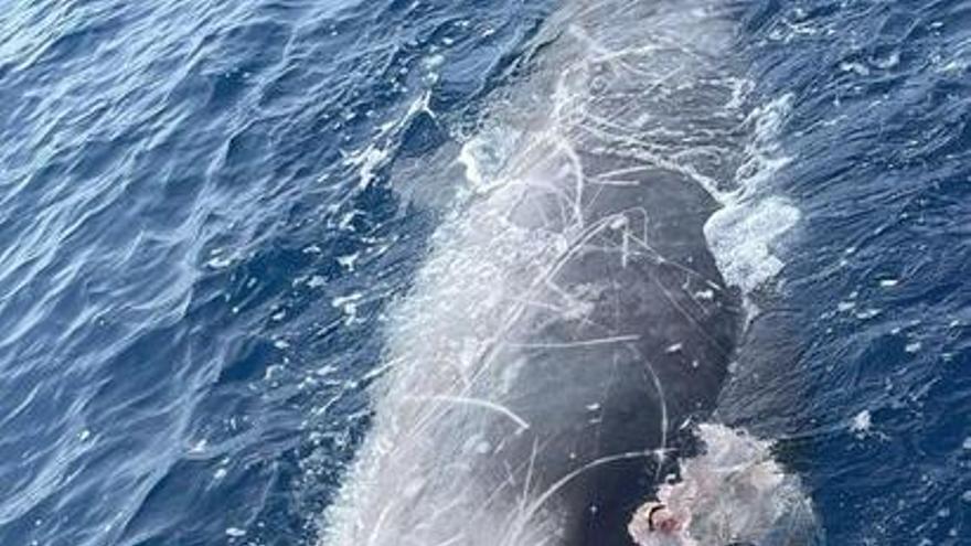 Encuentran un zifio muerto a la deriva en aguas de Puerto Rico