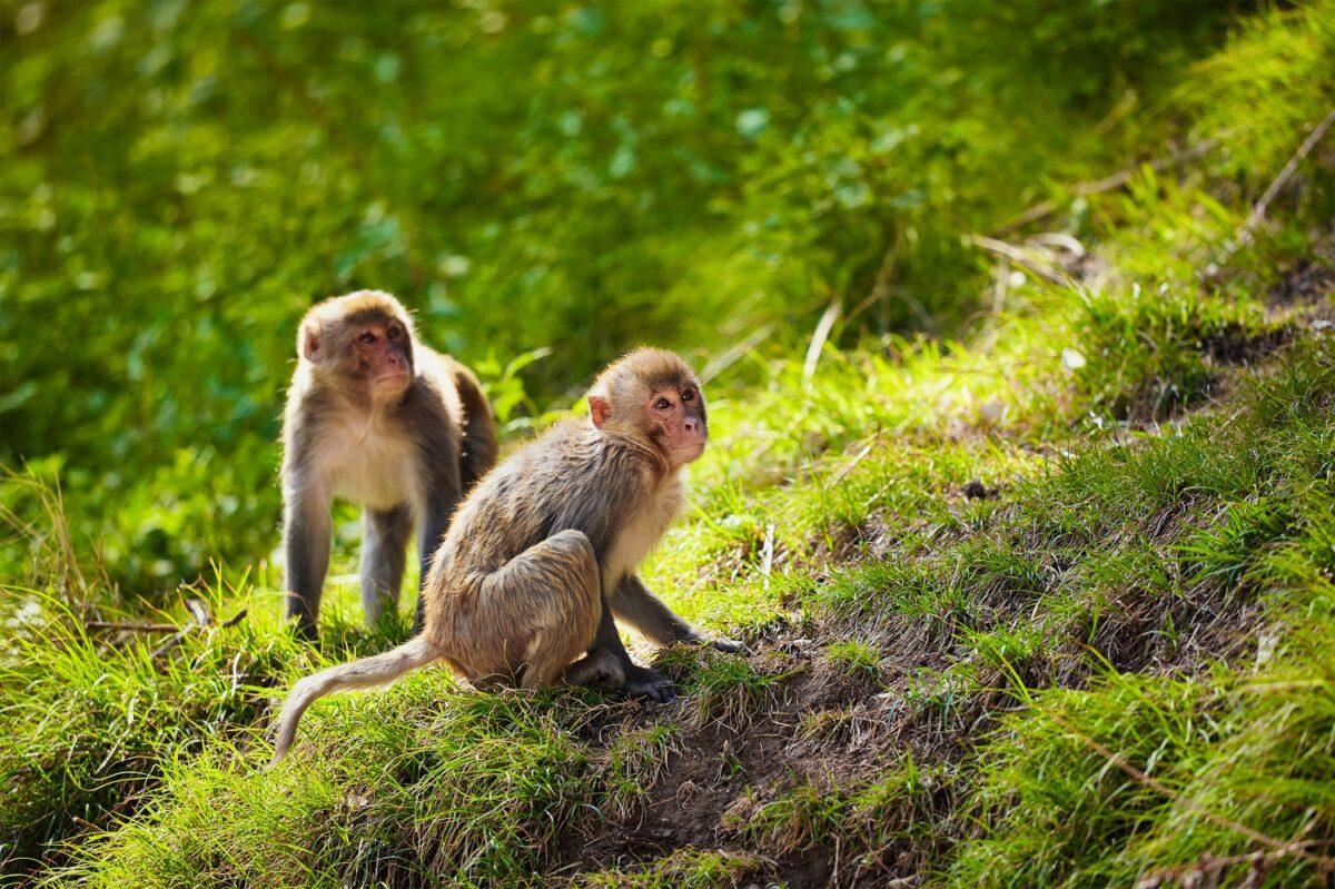 Humanos, animales y naturaleza: ‘una sola salud’ para evitar más pandemias