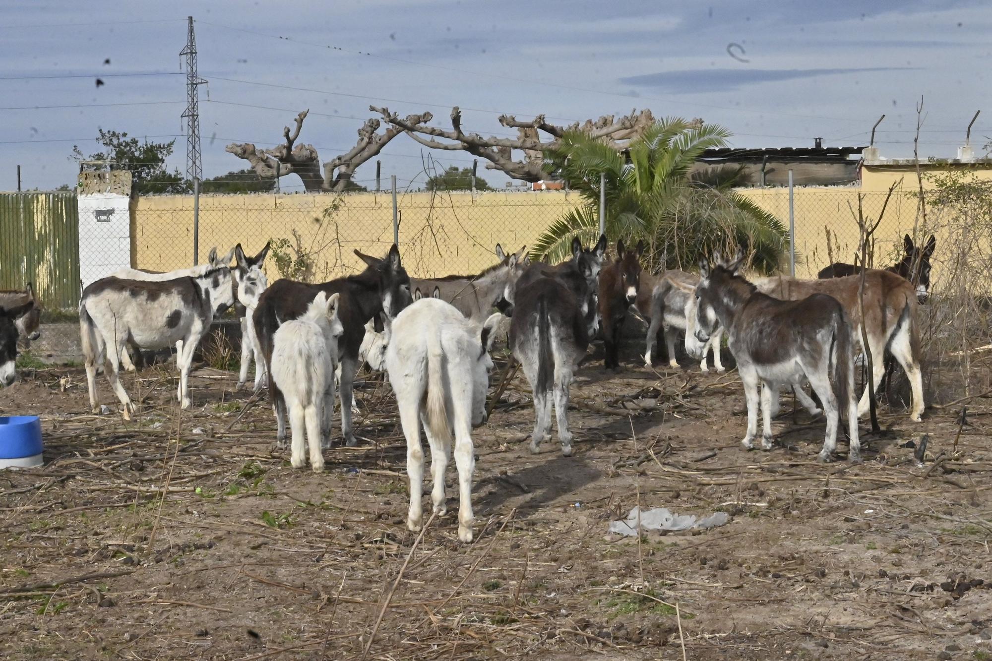 La nueva vida de los burros del Desert de les Palmes, en imágenes