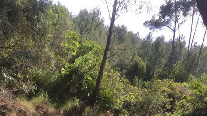 Limpian sendas para el X Trail Serra d’Orpesa