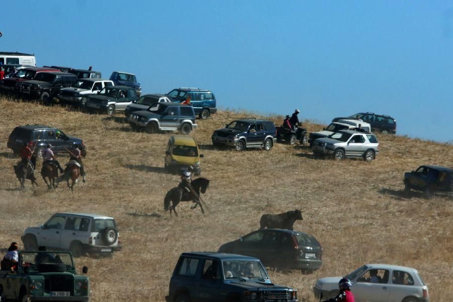 Encierro campero en Moraleja del Vino