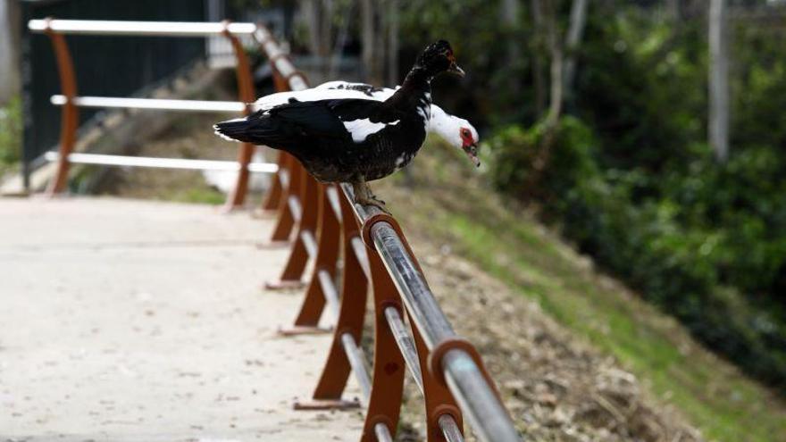 La fauna coge confianzas en Zaragoza