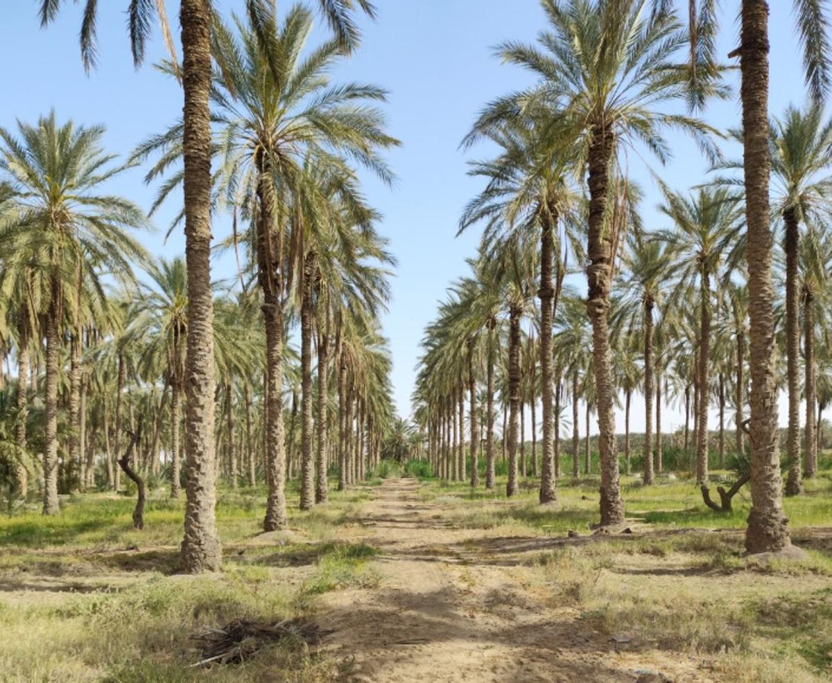 Oasis de palmeras en Túnez, durante la visita del centro.