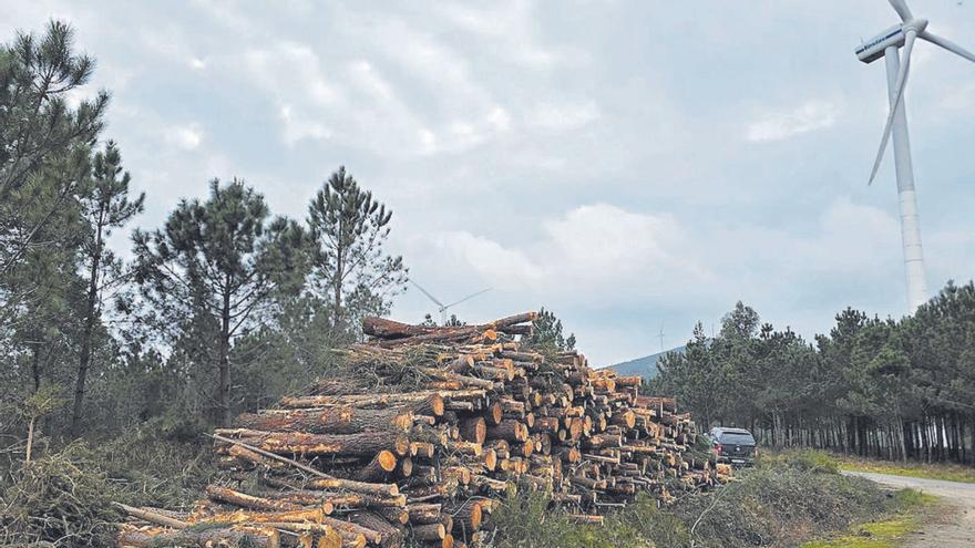 La venta de aire limpio eleva un 25 por ciento los ingresos de las comunidades de montes