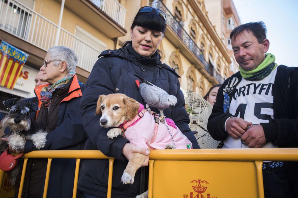 Bendición de animales por Sant Antoni del Porquet