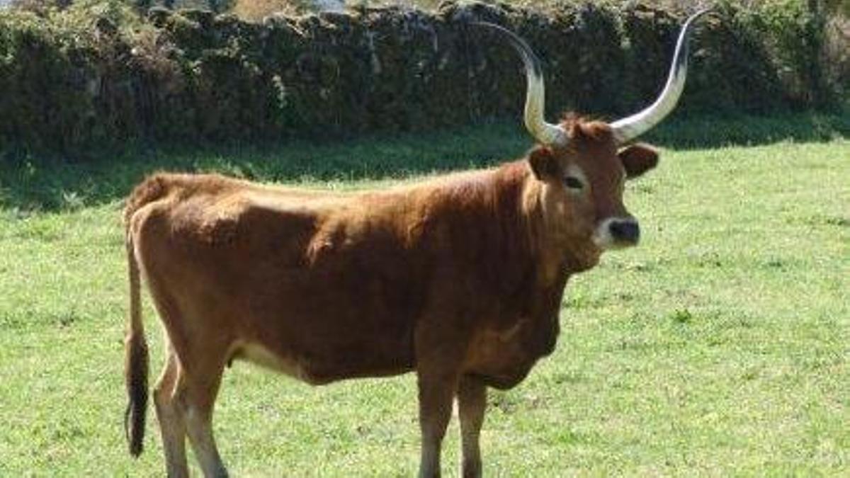Ejemplar de vaca cachena