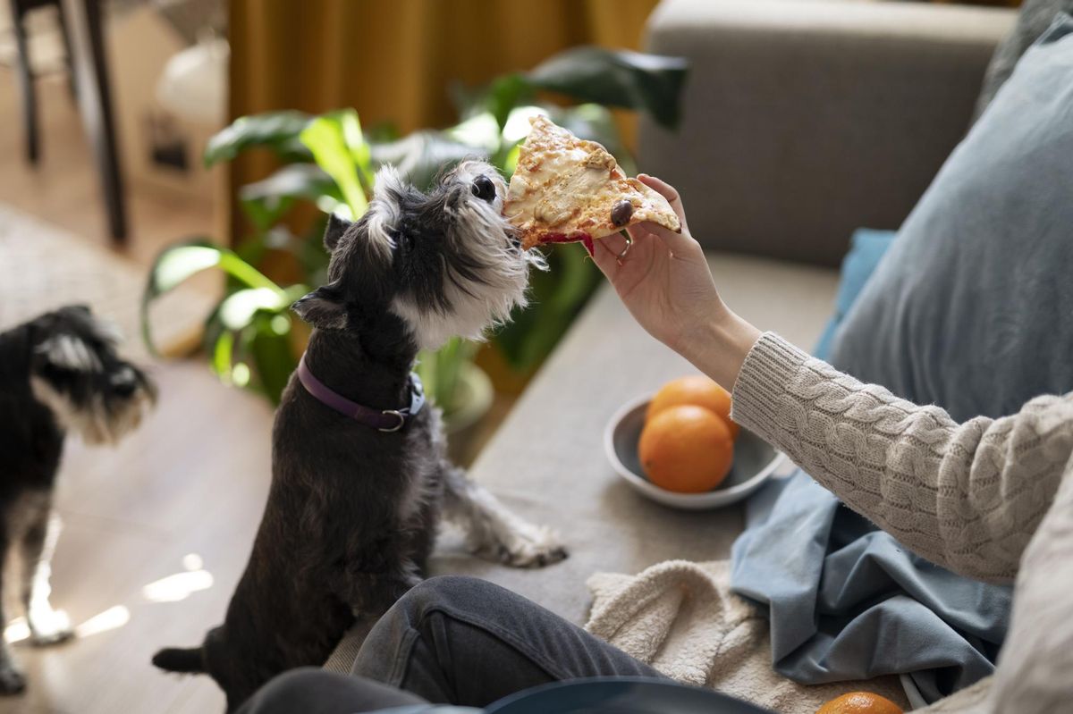 Un perro come pizza junto a su dueña.
