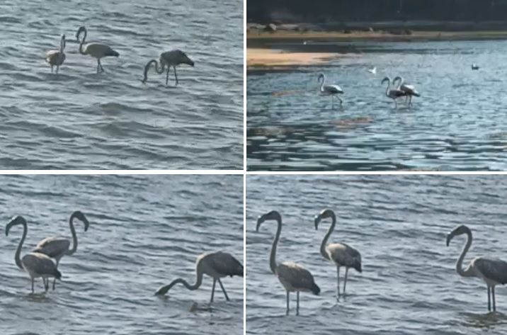 Imágenes aportadas por la cambadesa Victoria Blanco González, que pudo observar a los tres flamencos en la playa de Fontiña, en Castrelo, el miércoles por la tarde. 