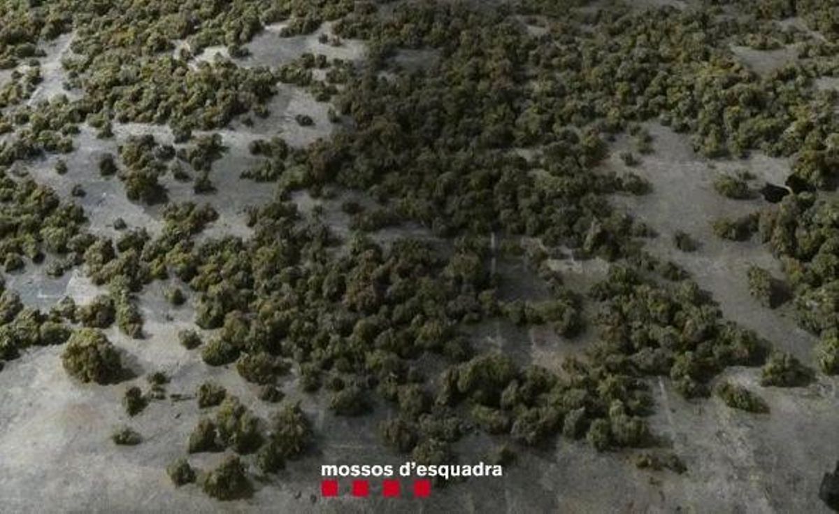 Detectat un cultiu de marihuana a la urbanització Club de Golf de Peralada Detectat un cultiu de marihuana a la urbanització Club de Golf de Peralada