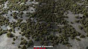 Detectat un cultiu de marihuana a la urbanització Club de Golf de Peralada