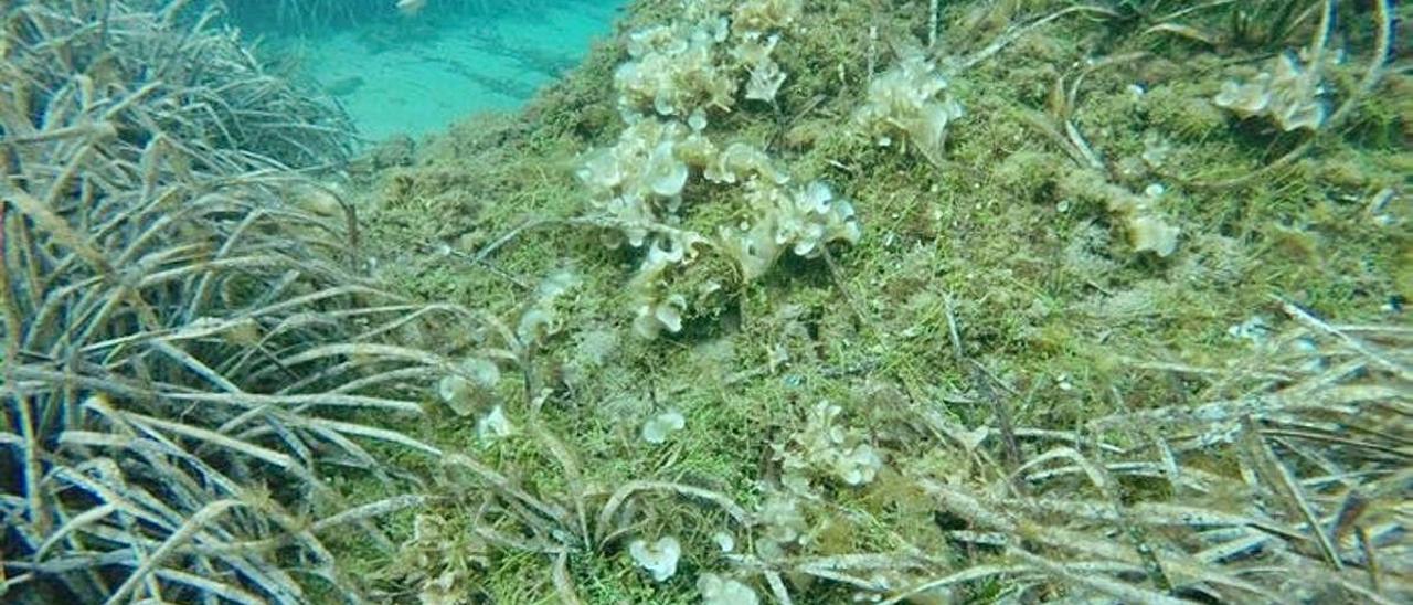 Presencia de la «Caulerpa cylindracea», en el cabo de Creus.