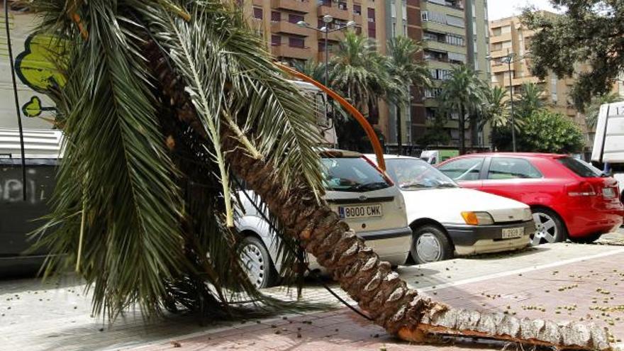 Una palmera caída en la avenida Ausiàs March.