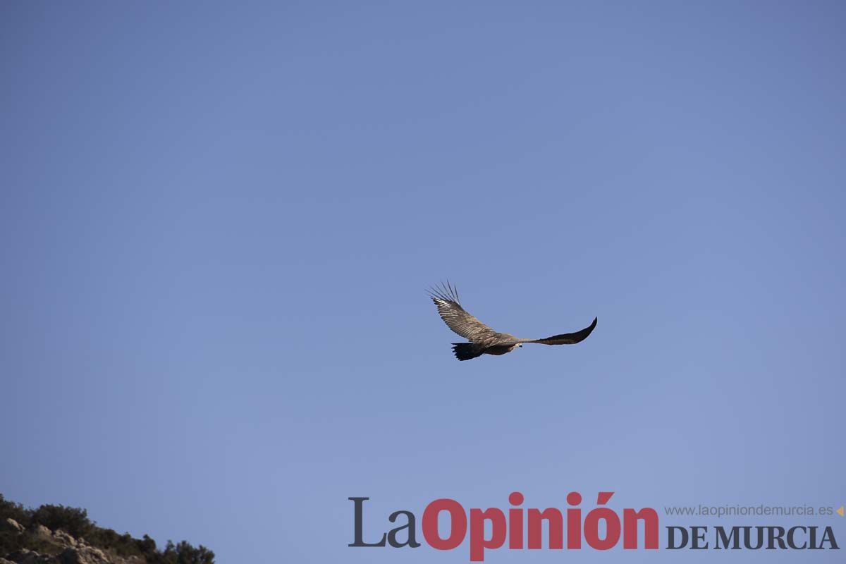 Suelta de dos buitres leonados en la Sierra de Mojantes en Caravaca