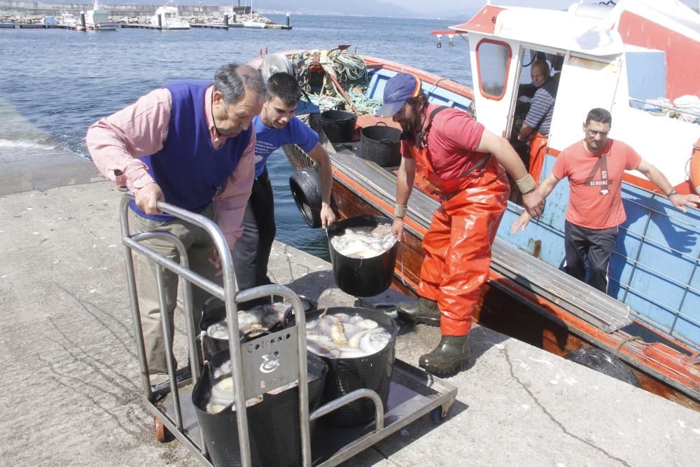 Por las lonjas de O Morrazo han pasado 400.000 kilos y 2,5 millones de euros.