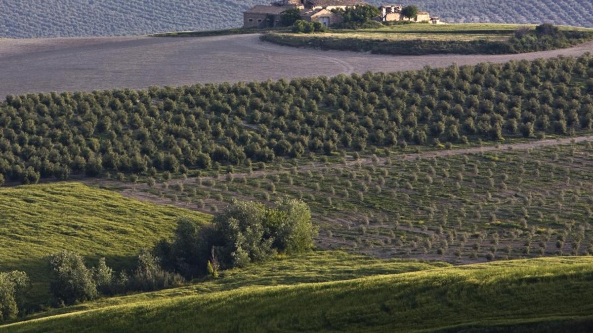 Olivar en el término de Lucena.