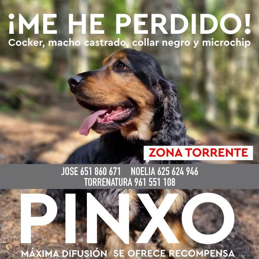 Cartel de búsqueda de Pinxo.