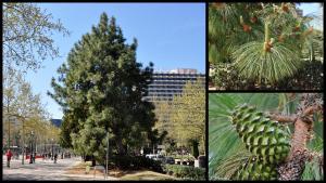 El pino roxburghii de Diagonal-Numància, en Barcelona.