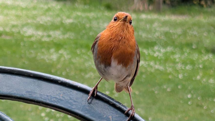 Un modelo matemático revela cómo los pájaros crean un coro sincronizado al amanecer