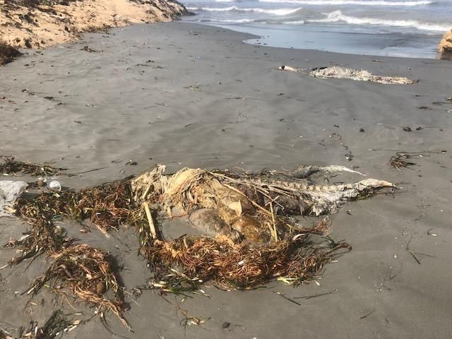 Llegan atunes muertos a las playas de La Manga