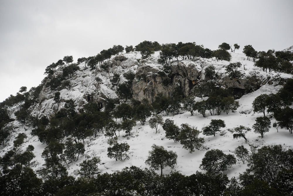 Der frühe Schnee hat am Samstag (2.12.) zahlreiche Insulaner in die Tramuntana gelockt, wo es die seltene Gelegenheit zu Schneeballschlachten oder zum Bau von Schneemännern gab.