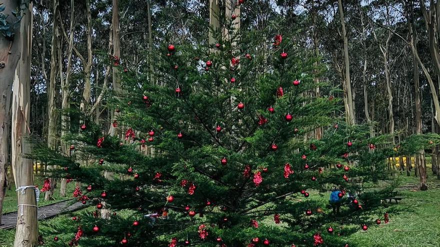 Misterio navideño en Rodiles: este es el árbol que ha aparecido en la playa (y con buzón de los deseos)