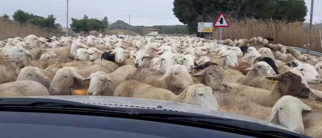 Siete años del AVE en Villena: un camino rural y ovejas para llegar a la estación