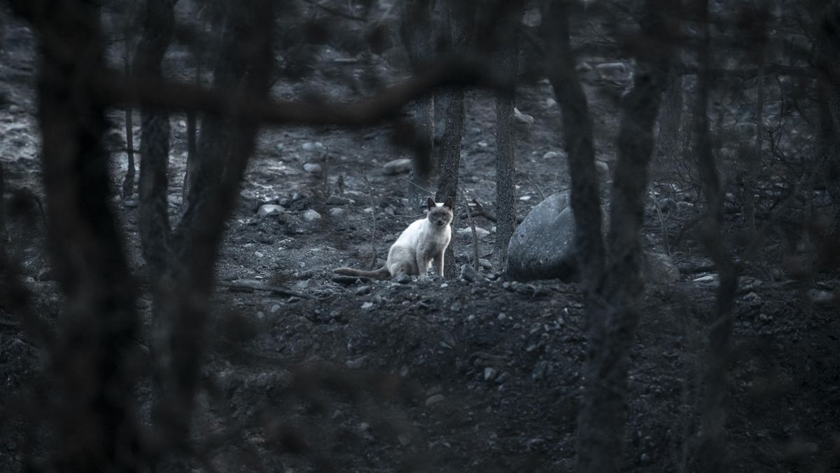 Un gato blanco en Alixo (O Barco de Valdeorras), tras la devastación del incendio.