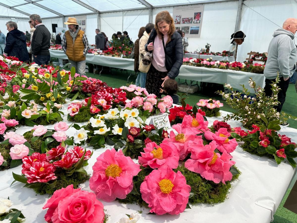 En imágenes: las camelias arrasan en Luarca