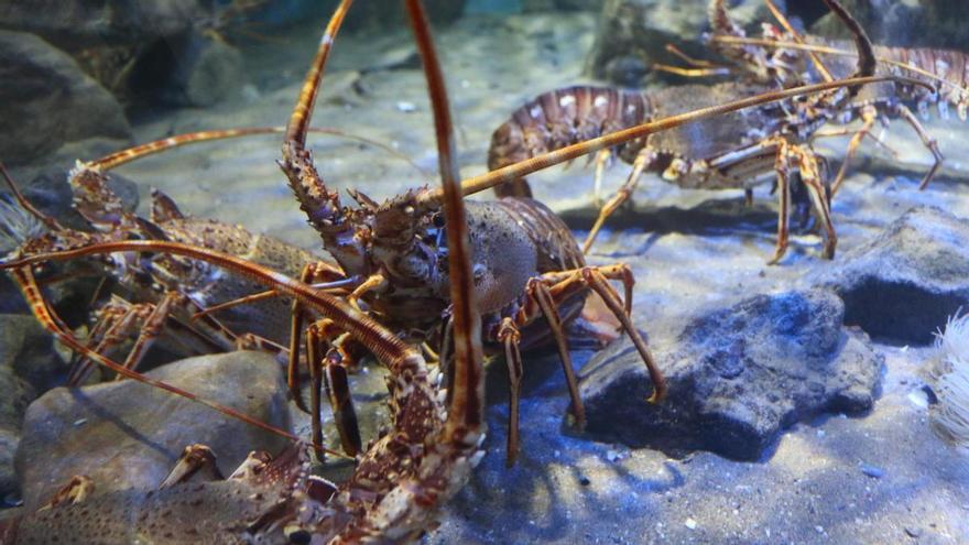 VÍDEO | Una turista suïssa compra una llagosta en un restaurant, l&#039;acarícia i la deixa anar al mar