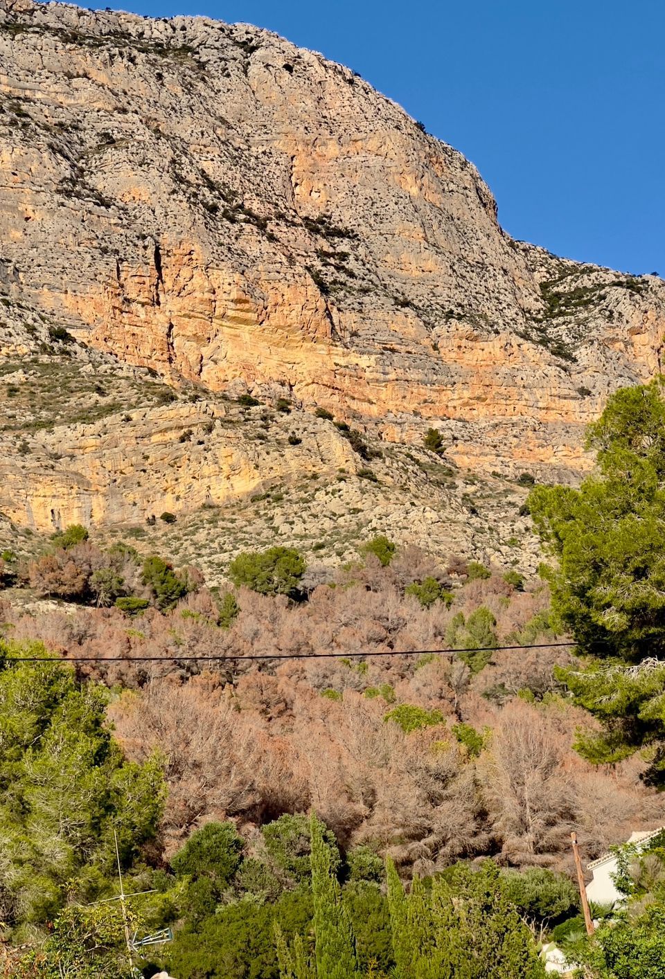 La masiva muerte de pinos en el Montgó, desde dentro (imágenes)