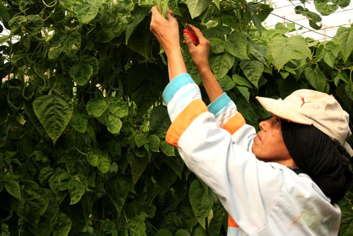 Una agricultora marroquí trabajando en un invernadero.