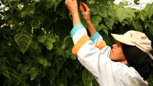 Una agricultora marroquí trabajando en un invernadero.