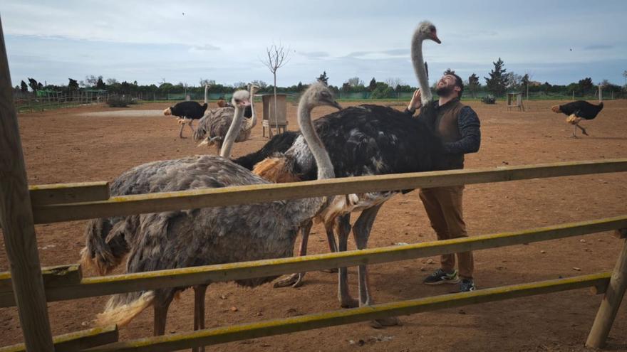 La conexión de Campos con la sabana africana: una granja de avestruces que cumple 25 años en Mallorca