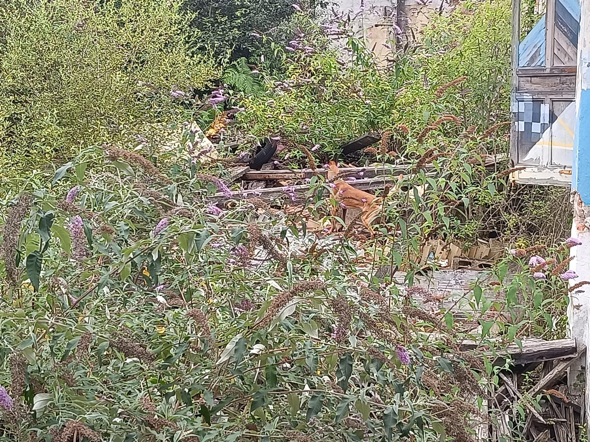 Así entrena la Unidad Canina de Rescate del Principado de Asturias, con sede en La Morgal