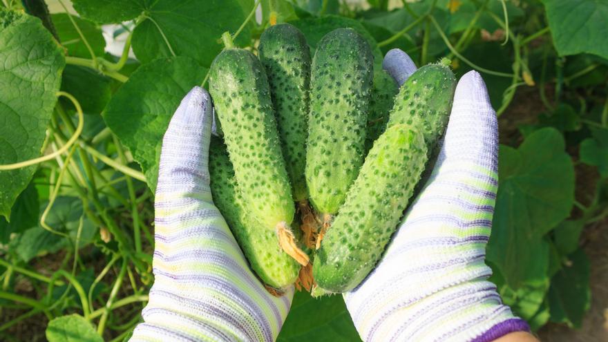 Adiós a las ensaladas, la versatilidad del pepino en la cocina