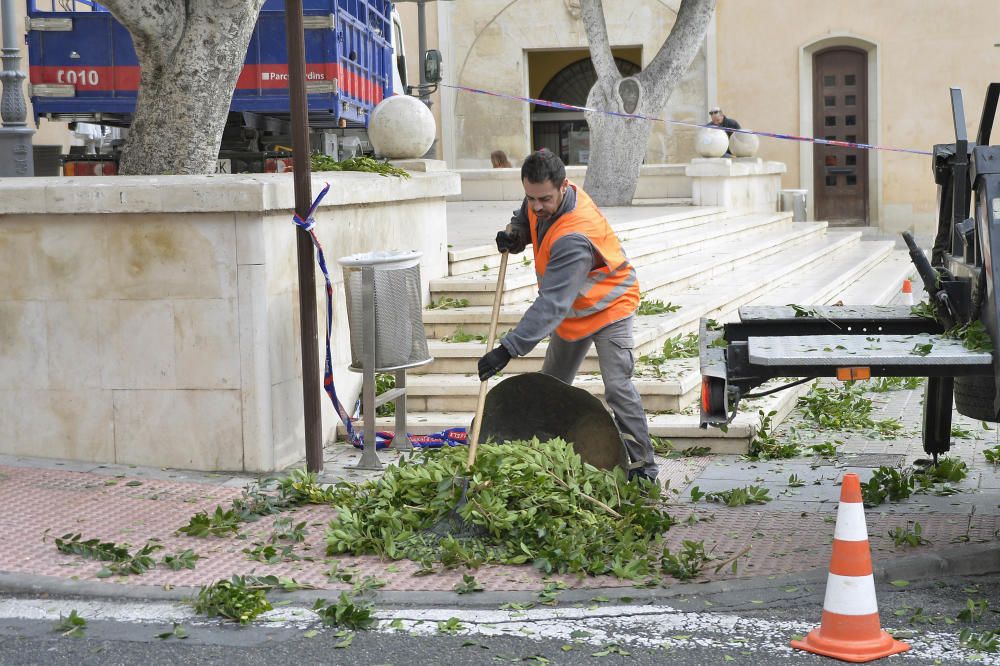 Nuevo método para ahuyentar a los gorriones