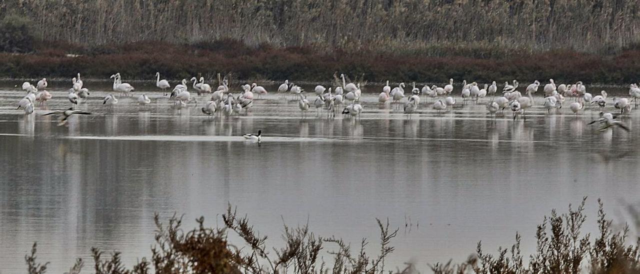 El parque natural de El Hondo, donde está permitida la caza en varios cotos. | ANTONIO AMORÓS