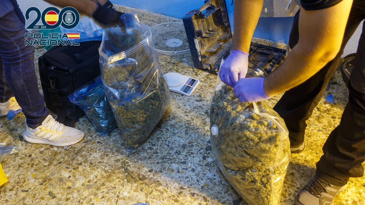 Seis detenidos con 433 plantas de marihuana y desmantelados dos puntos de venta de droga en Cartagena.