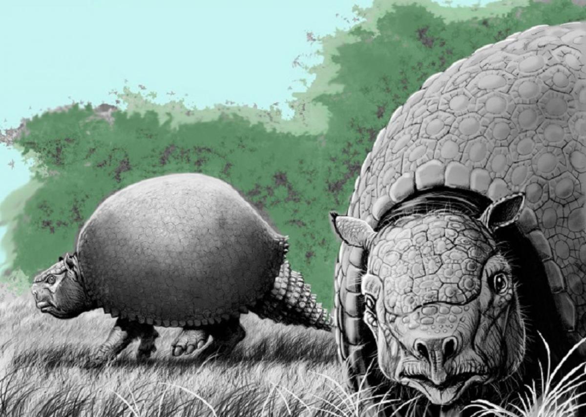 Una gran diversidad de especies se extinguió en el Cuaternario tardío